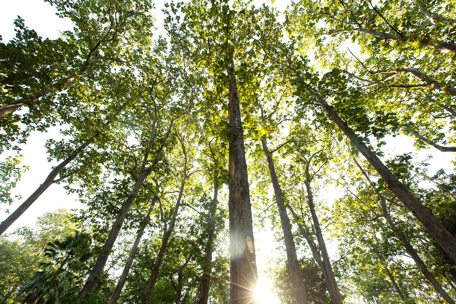 Discover the Benefits of Teak Wood for Your Home ARB Teak