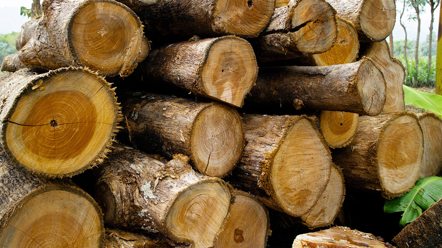 ABCs of Teak Wood. Can you buy bad Teak? ARB Teak & Specialties USA